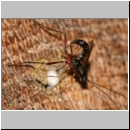 Poemenia notata - Schupfwespe 02d 14mm am Nest der Passaloecus sp-fdet03.jpg